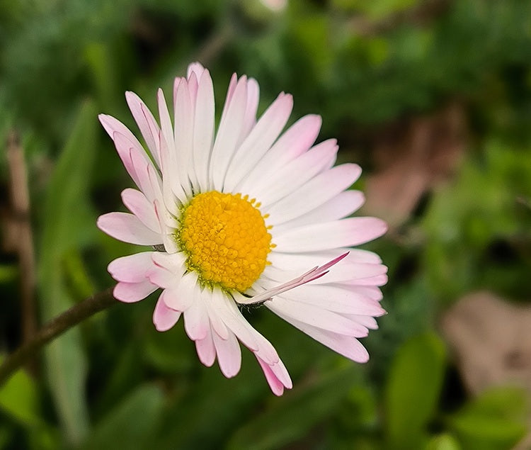 Wildkräuter im Frühling - Tees, Gewürze und Beilagen aus der Natur